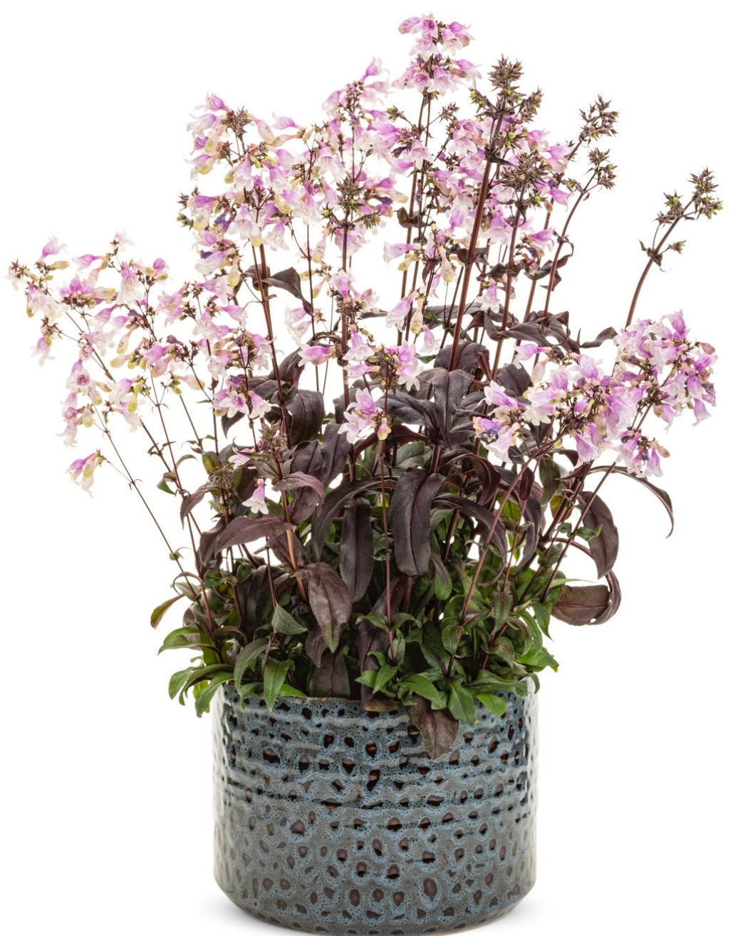 Purple 'Midnight Masquerade' Penstemon – Striking Deep Purple Foliage & Bold Blooms – Quart Perennial Plant – Bee and Hummingbird Magnet!