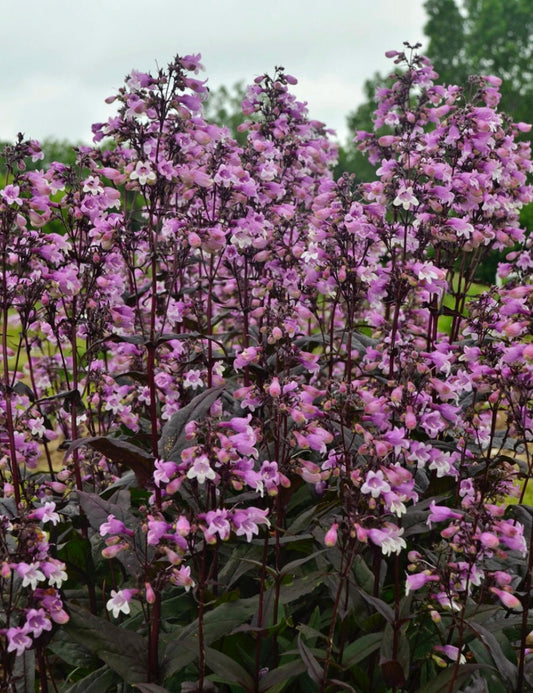 Purple 'Midnight Masquerade' Penstemon – Striking Deep Purple Foliage & Bold Blooms – Quart Perennial Plant – Bee and Hummingbird Magnet!