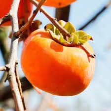 Jiro Fuyu Persimmon Tree | Non-Astringent, Self-Pollinating Asian Fruit Tree | Sweet, Crisp Fall Fruit