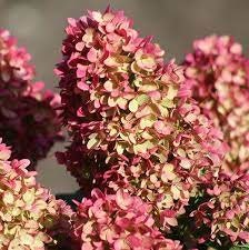 DRAGON BABY HYDRANGEA With Red and White Flowers - Sun Loving Hydrangea - Great for Cut Flowers