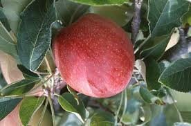TERRY WINTER APPLE Tree - Great Apple Fruit Tree - 3 Feet or More Tall - Free Shipping! - Cold Hardy Apple Tree - Edible Fruit