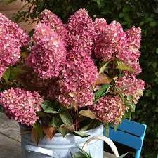 DRAGON BABY HYDRANGEA With Red and White Flowers - Sun Loving Hydrangea - Great for Cut Flowers