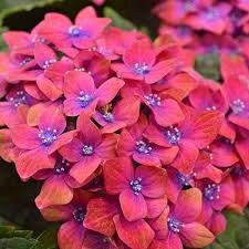 DRAGON BABY HYDRANGEA With Red and White Flowers - Sun Loving Hydrangea - Great for Cut Flowers