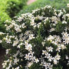 Daisy Duke™ Gardenia with abundant white blooms! Available in 3 sizes with FREE SHIPPING!