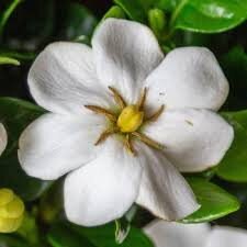 Daisy Duke™ Gardenia with abundant white blooms! Available in 3 sizes with FREE SHIPPING!