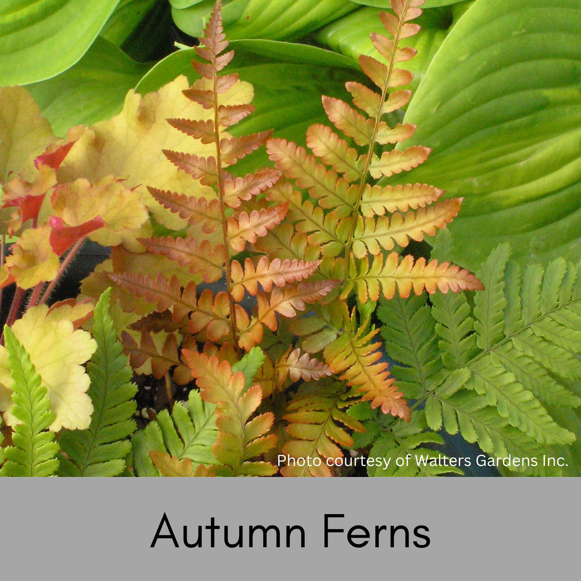 Autumn Fern | Dryopteris erythrosora is an evergreen fern that all plant lovers have in a shade garden. Sold in bulk discounts!