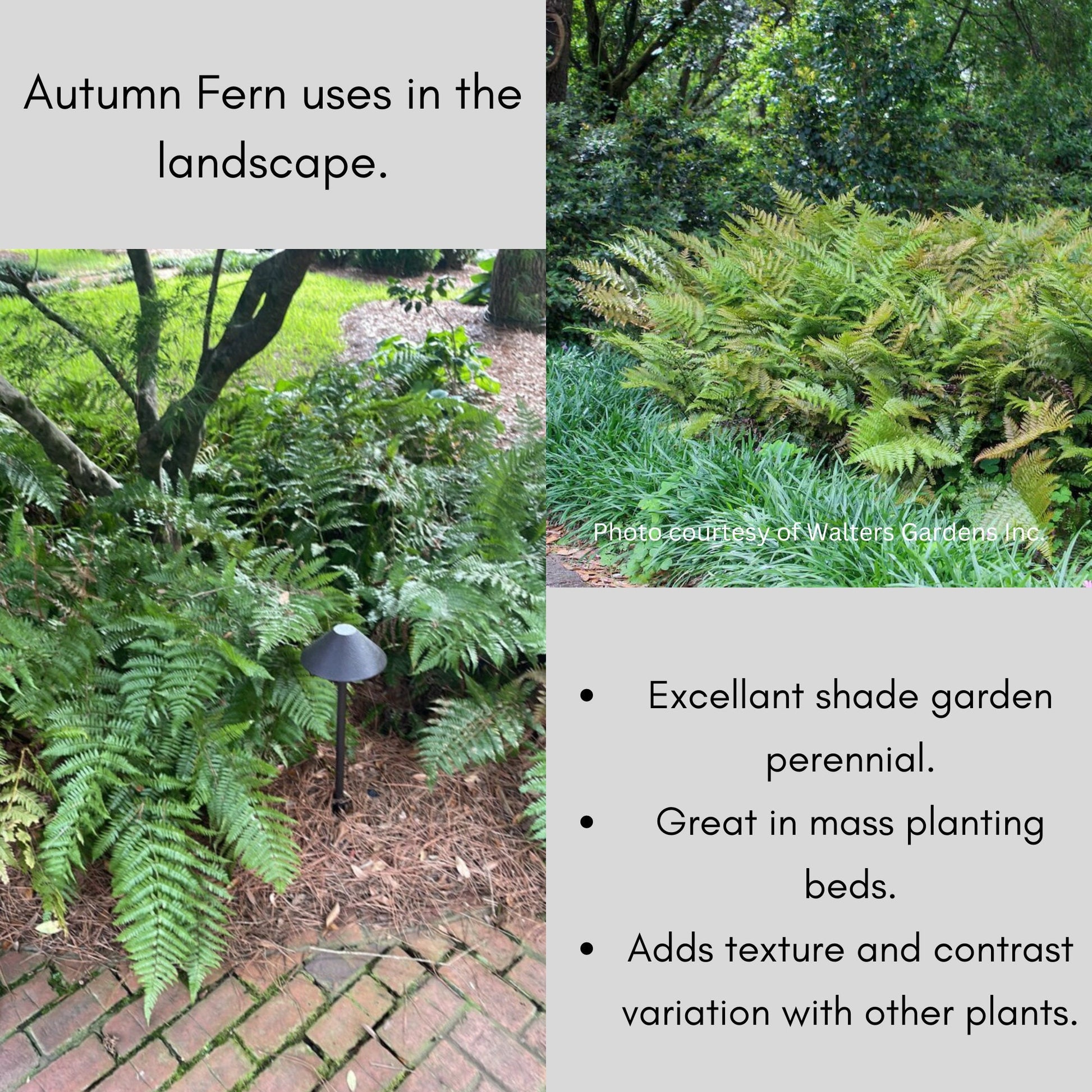 Autumn Fern | Dryopteris erythrosora is an evergreen fern that all plant lovers have in a shade garden. Sold in bulk discounts!