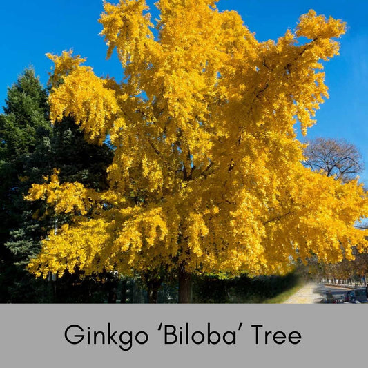 GINKGO TREE - Yellow Fall Color - 4 and 5 Feet Tall - Free Shipping!