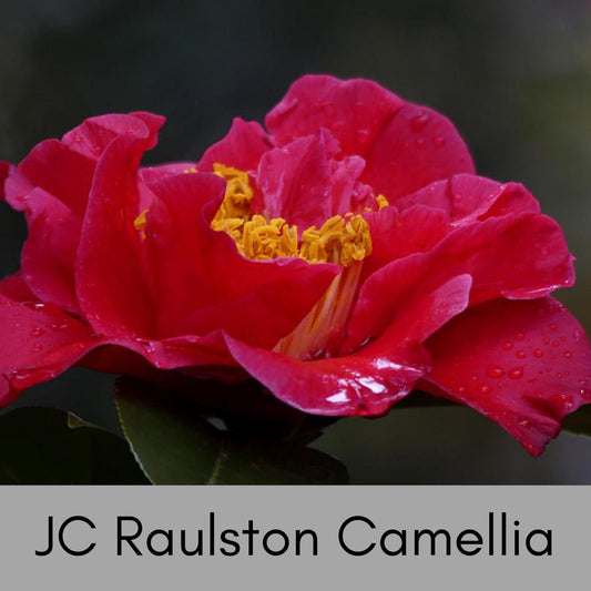JC Raulston Camellia Japonica, Red Winter Blooms, Fast and Easy Growing Shrub, Evergreen Hedge Plant, Great Garden Gift or Birthday Gift