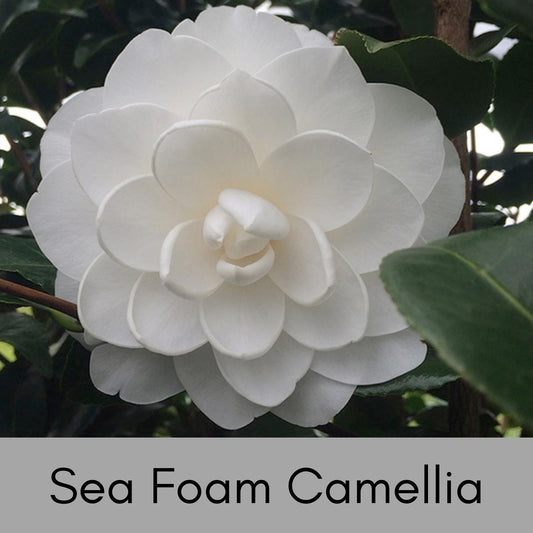 WHITE SEAFOAM CAMELLIA Japonica, Winter white flowers, Easy to Grow, Evergreen Hedge, 1 Gallon Size, Free Shipping!