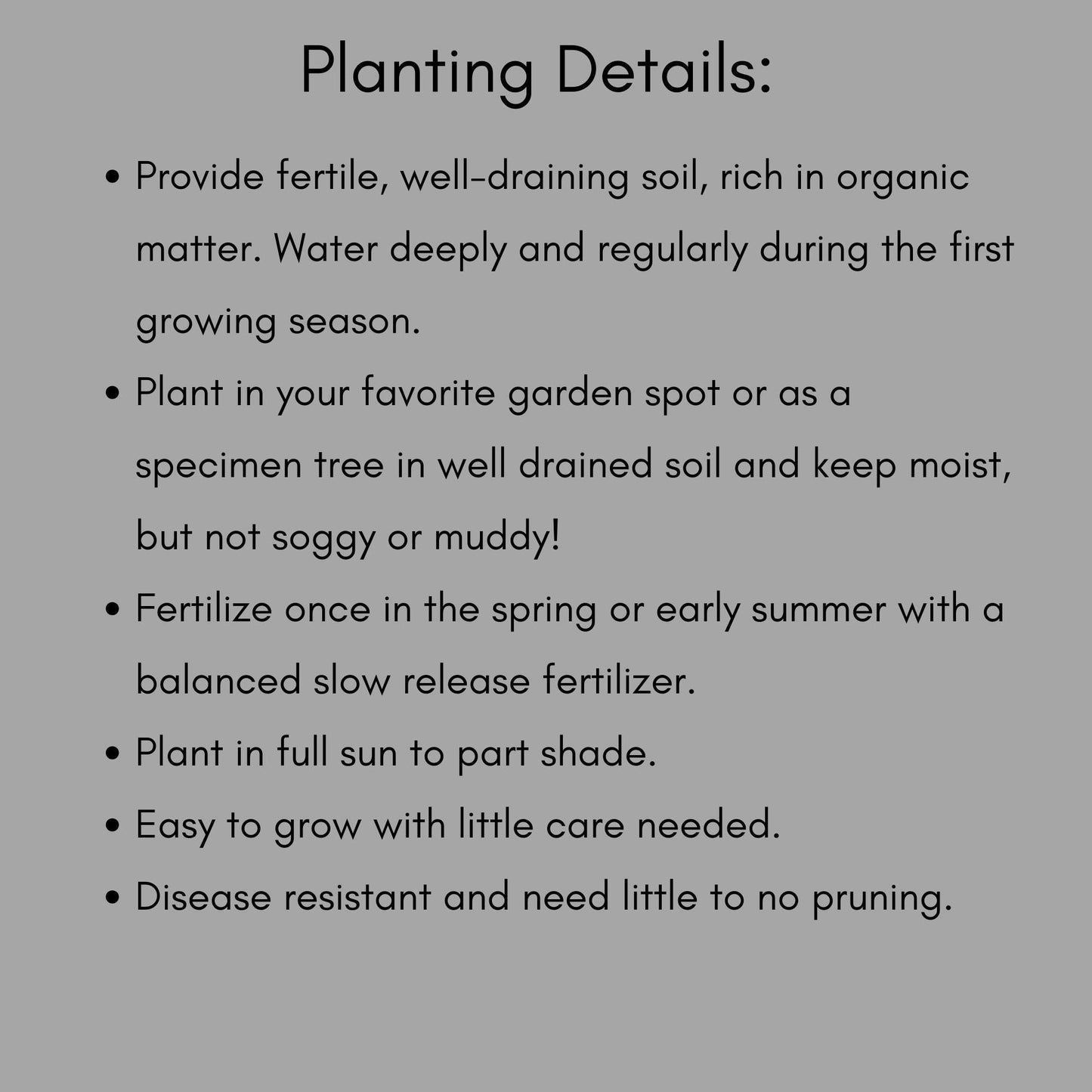 IVORY WHITE Sasanqua, Camellia Hedge, Great Garden Gift, 4 Plants with every order, Fast Growing Shrub, Fall Blooms for Flower Arrangements