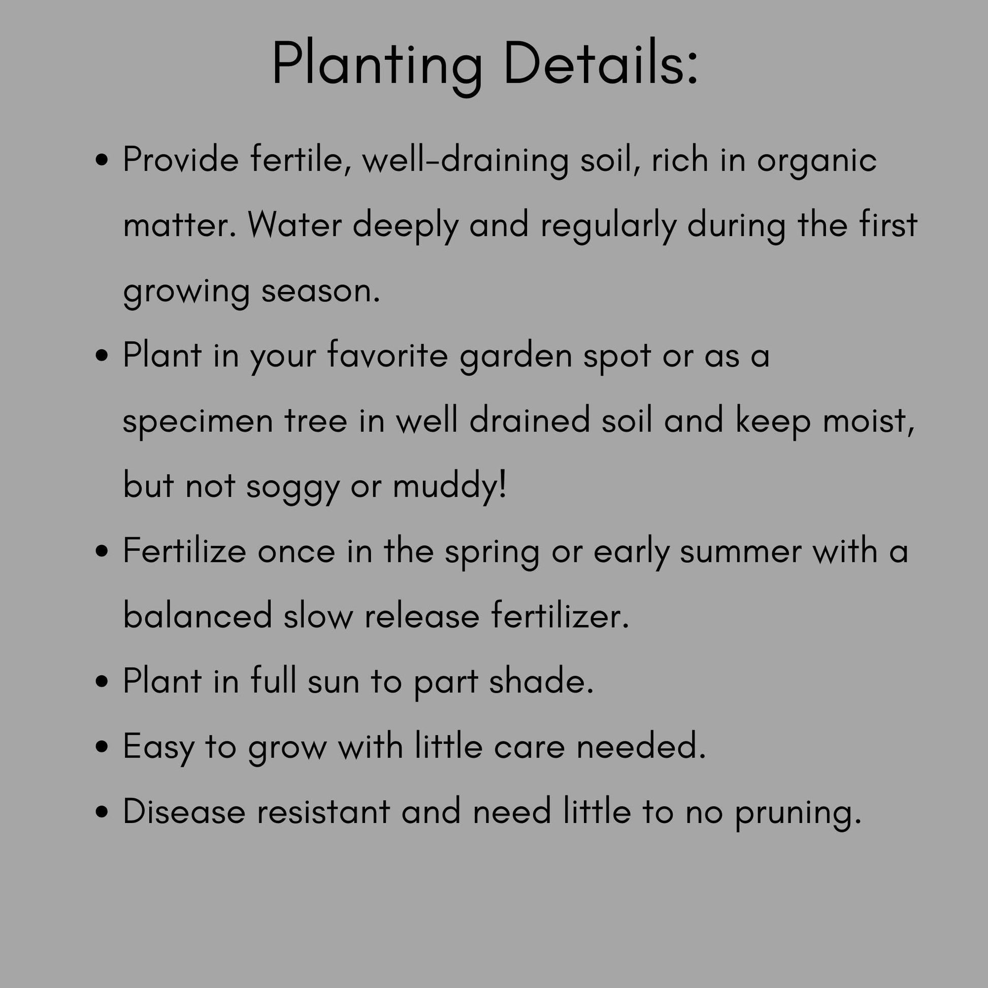 IVORY WHITE Sasanqua, Camellia Hedge, Great Garden Gift, 4 Plants with every order, Fast Growing Shrub, Fall Blooms for Flower Arrangements