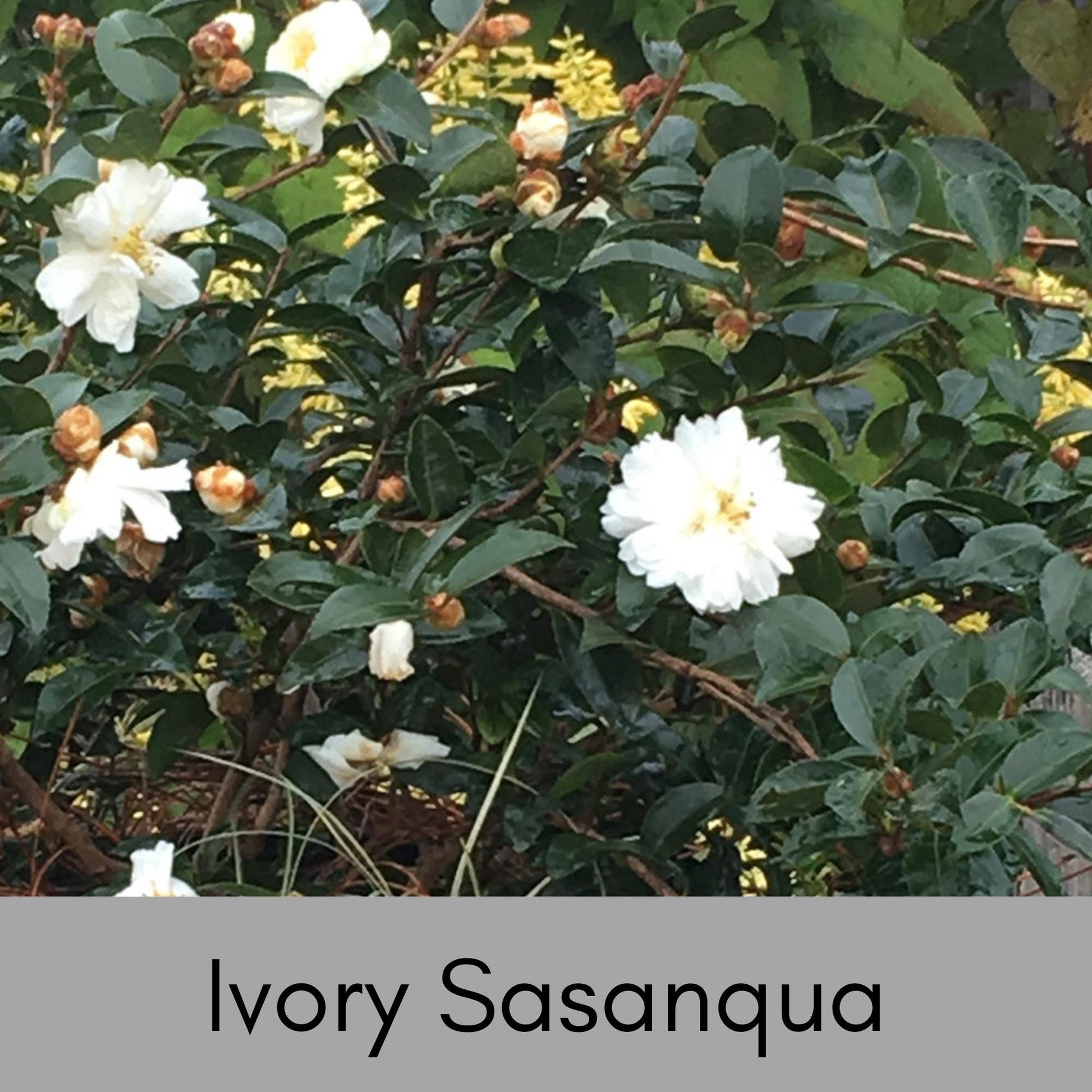 IVORY WHITE Sasanqua, Camellia Hedge, Great Garden Gift, 4 Plants with every order, Fast Growing Shrub, Fall Blooms for Flower Arrangements
