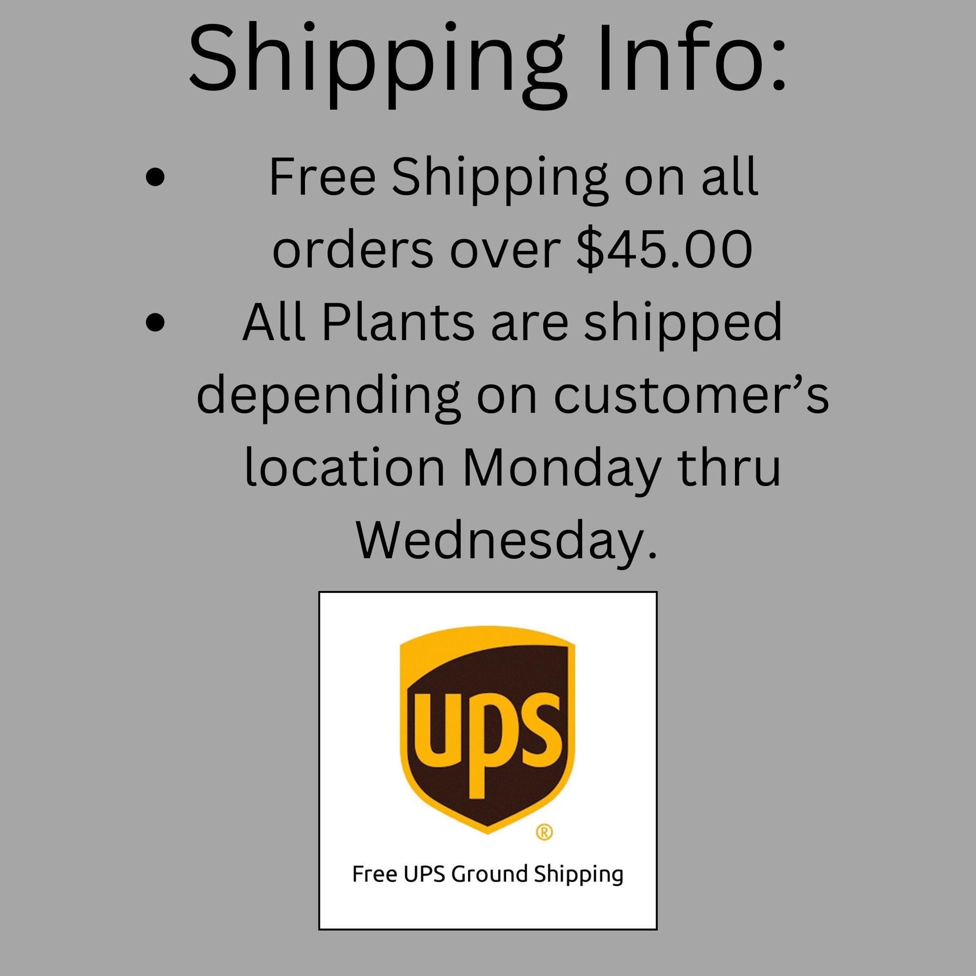 Stephanie Golden Camellia Sasanqua, Pink Flowers, Fall Blooming Hedge Shrub, Evergreen Shrub, Great Topiary or Bonsai Plant, Gift Plant