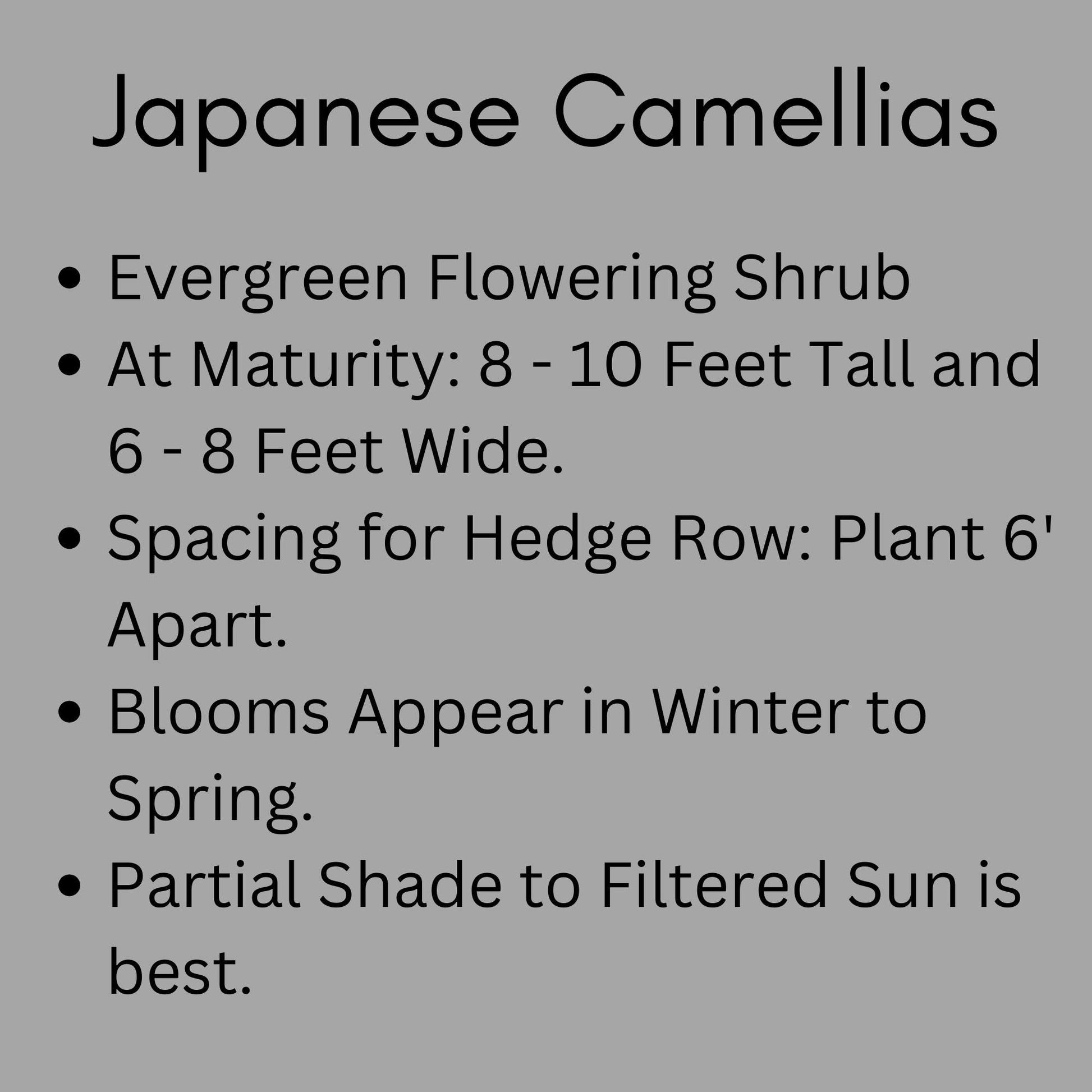 Stephanie Golden Camellia Sasanqua, Pink Flowers, Fall Blooming Hedge Shrub, Evergreen Shrub, Great Topiary or Bonsai Plant, Gift Plant