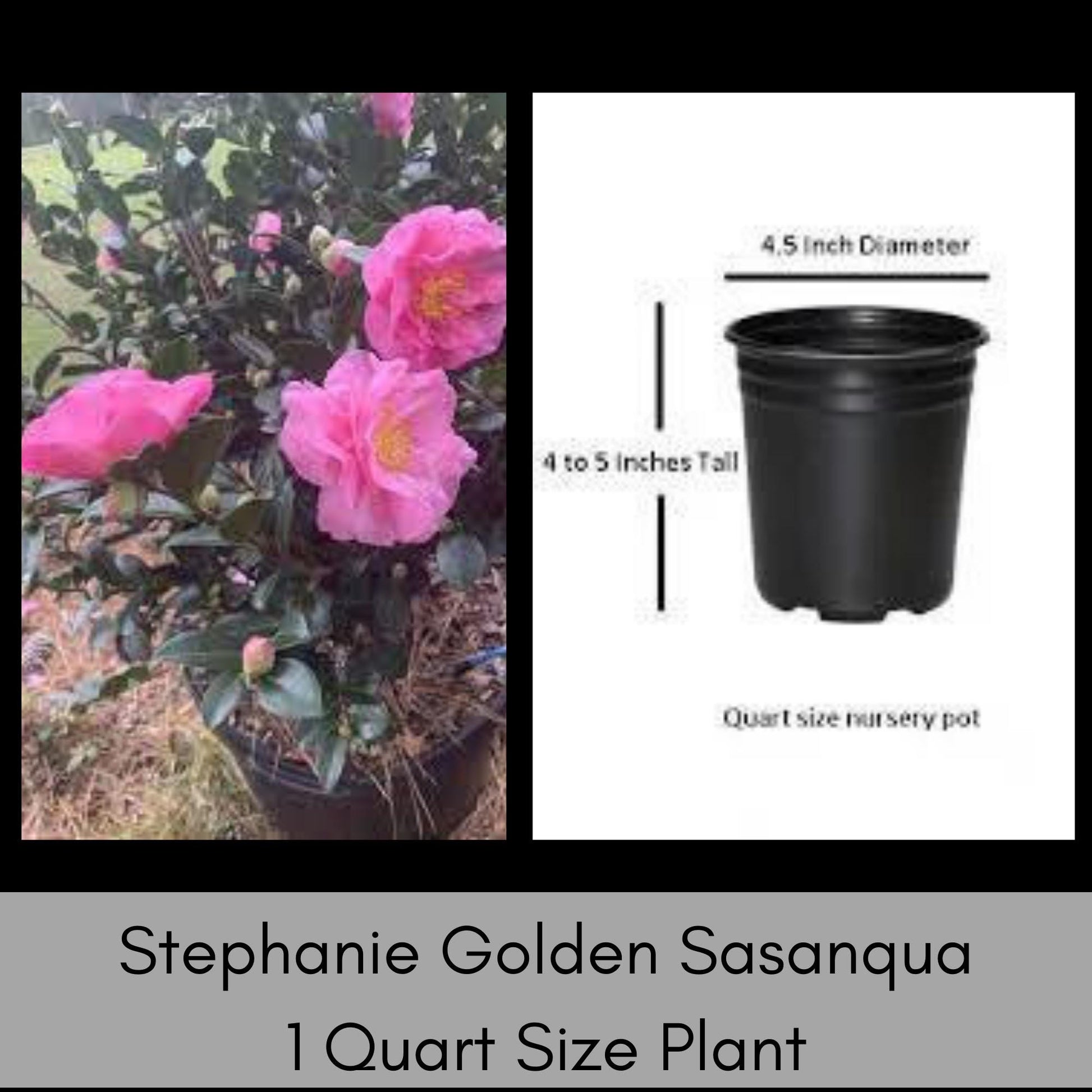 Stephanie Golden Camellia Sasanqua, Pink Flowers, Fall Blooming Hedge Shrub, Evergreen Shrub, Great Topiary or Bonsai Plant, Gift Plant