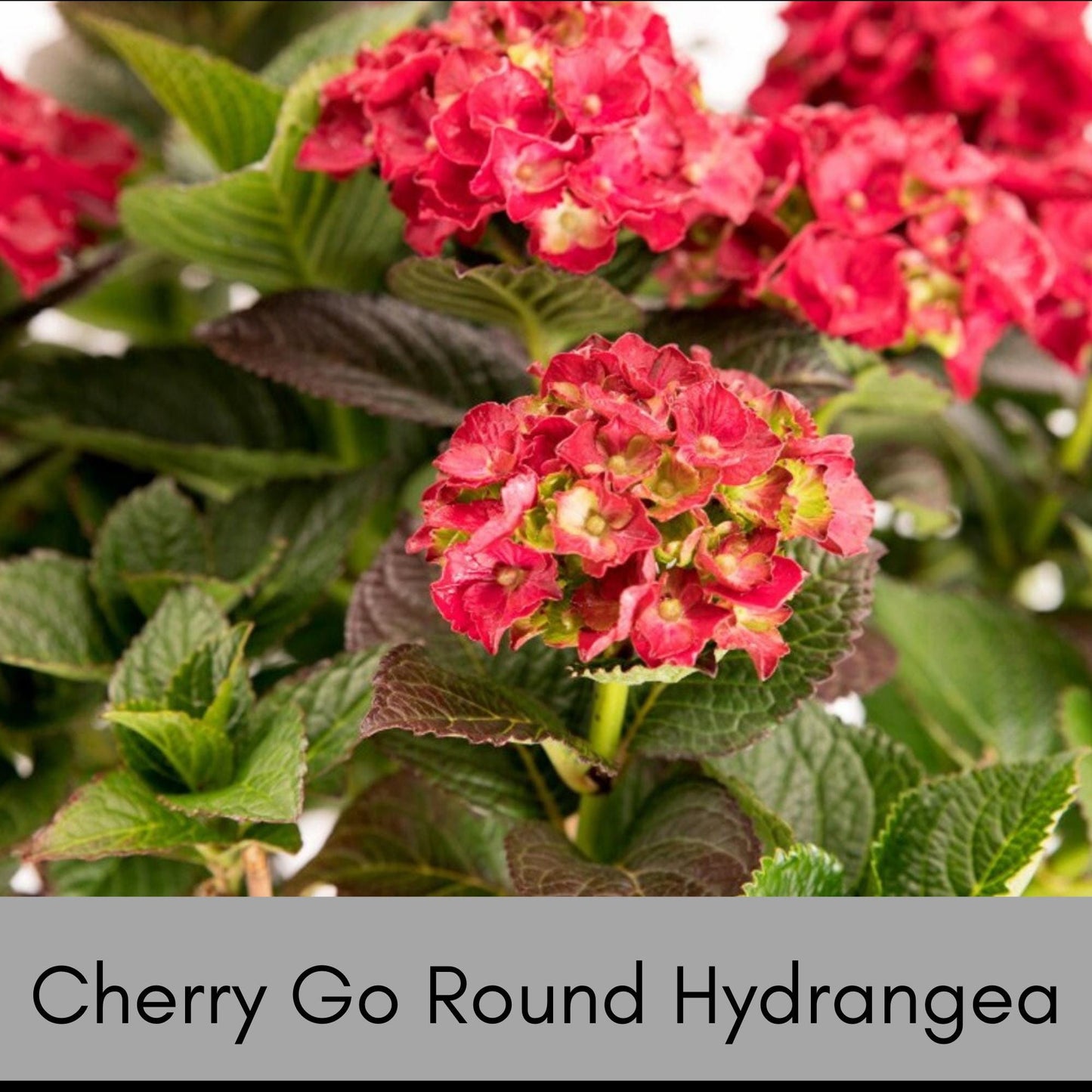 RED HYDRANGEA, Cherry-Go-Round, 1 Quart Size, Hydrangea Tree, Red Flowers, Flower Bush, Garden Gift, Flower Arrangements, Dried Flowers