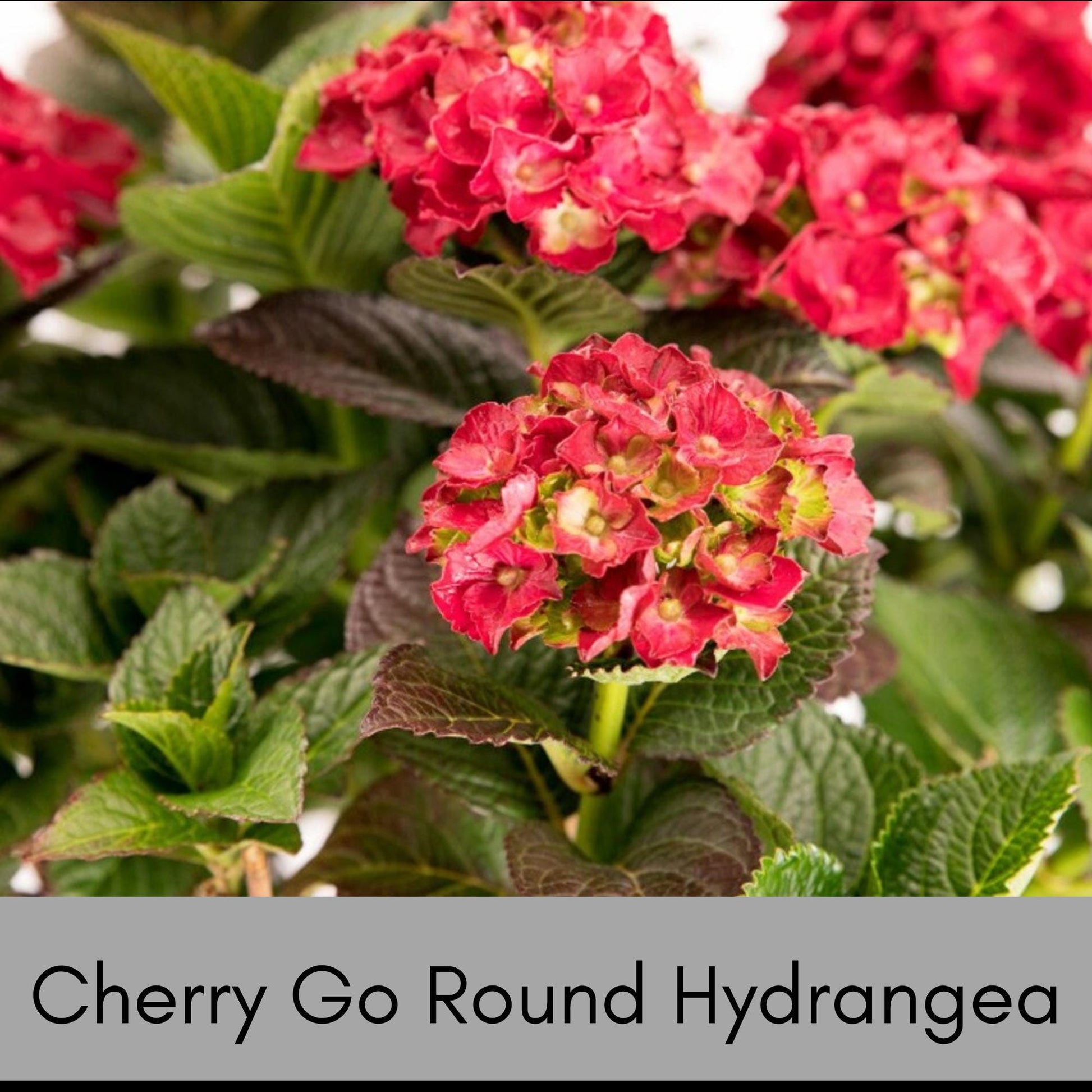 RED HYDRANGEA, Cherry-Go-Round, 1 Quart Size, Hydrangea Tree, Red Flowers, Flower Bush, Garden Gift, Flower Arrangements, Dried Flowers