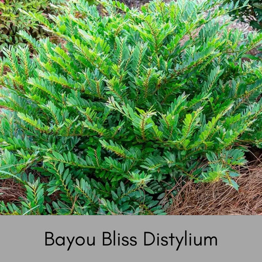 Distyllium Hedge Buy Evergreen Trees | Evergreen Shrubs Online – Ardent Gardeners