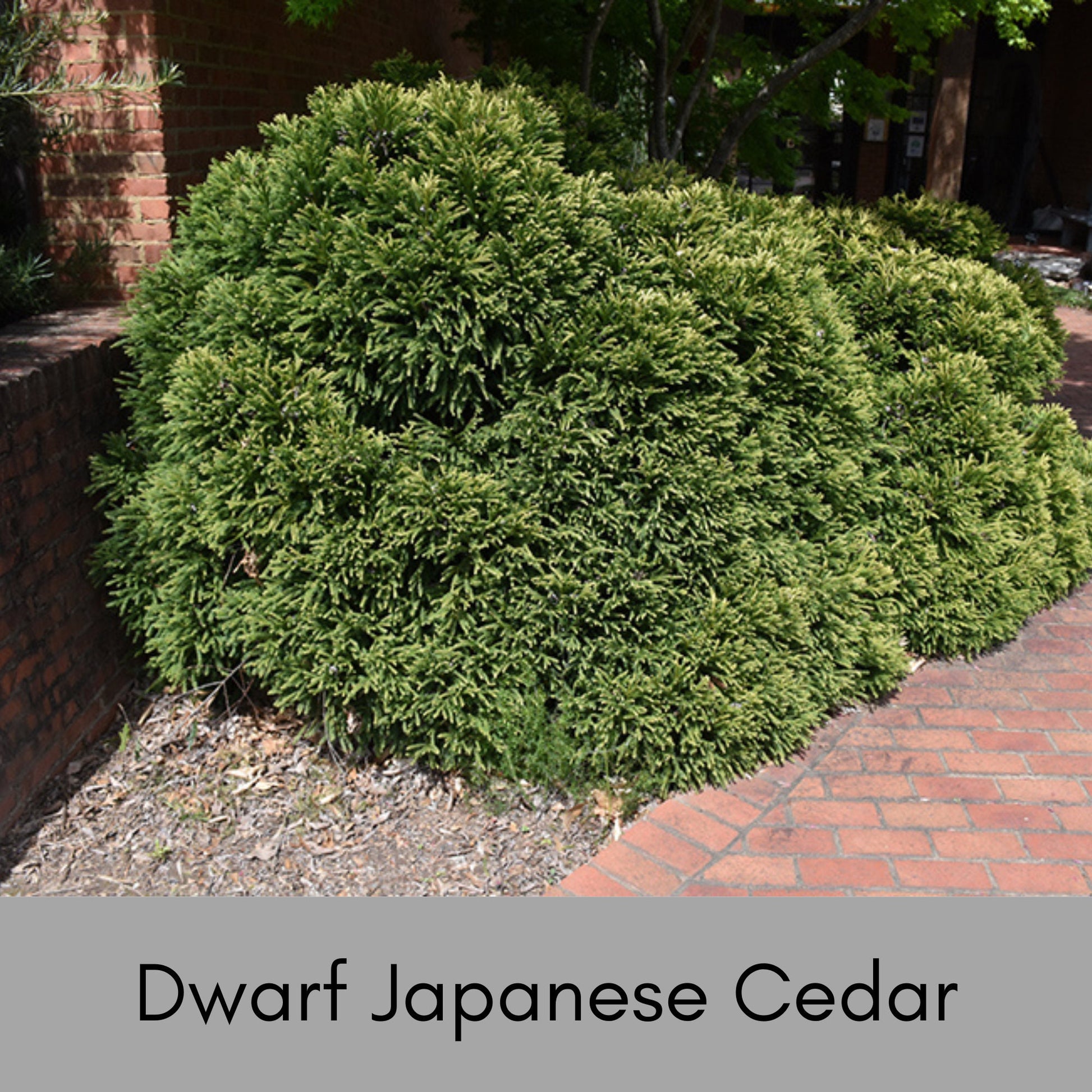 Dwarf Japanese Cedar | Cryptomeria Globosa | Available 3 Different Sizes | Free Shipping