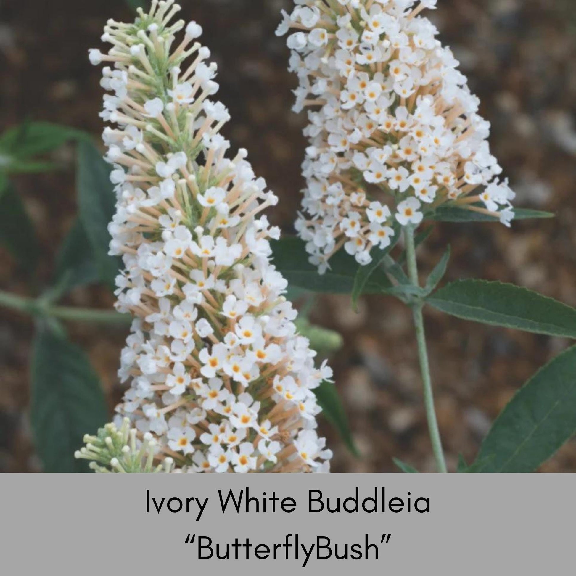 Buzz® Ivory Butterfly Bush, Fragrant Blooms, Compact Size, Butterfly Magnet, trending now flowers, buddleia davidii, gift for her garden