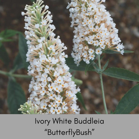 Buzz® Ivory Butterfly Bush, Fragrant Blooms, Compact Size, Butterfly Magnet, trending now flowers, buddleia davidii, gift for her garden