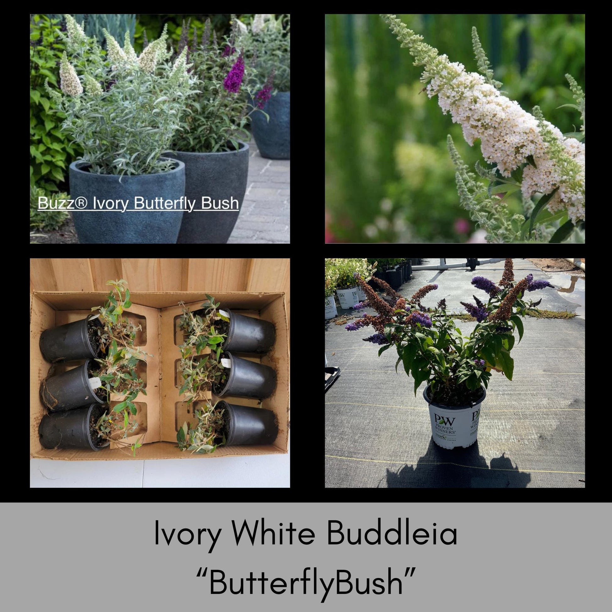 Buzz® Ivory Butterfly Bush, Fragrant Blooms, Compact Size, Butterfly Magnet, trending now flowers, buddleia davidii, gift for her garden