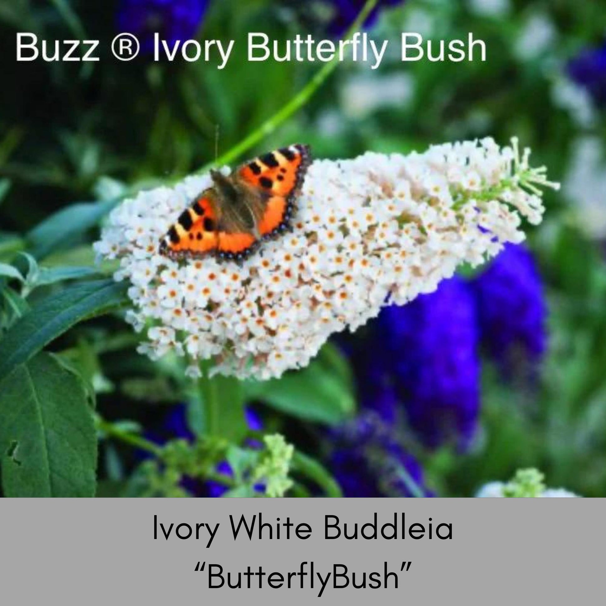 Buzz® Ivory Butterfly Bush, Fragrant Blooms, Compact Size, Butterfly Magnet, trending now flowers, buddleia davidii, gift for her garden