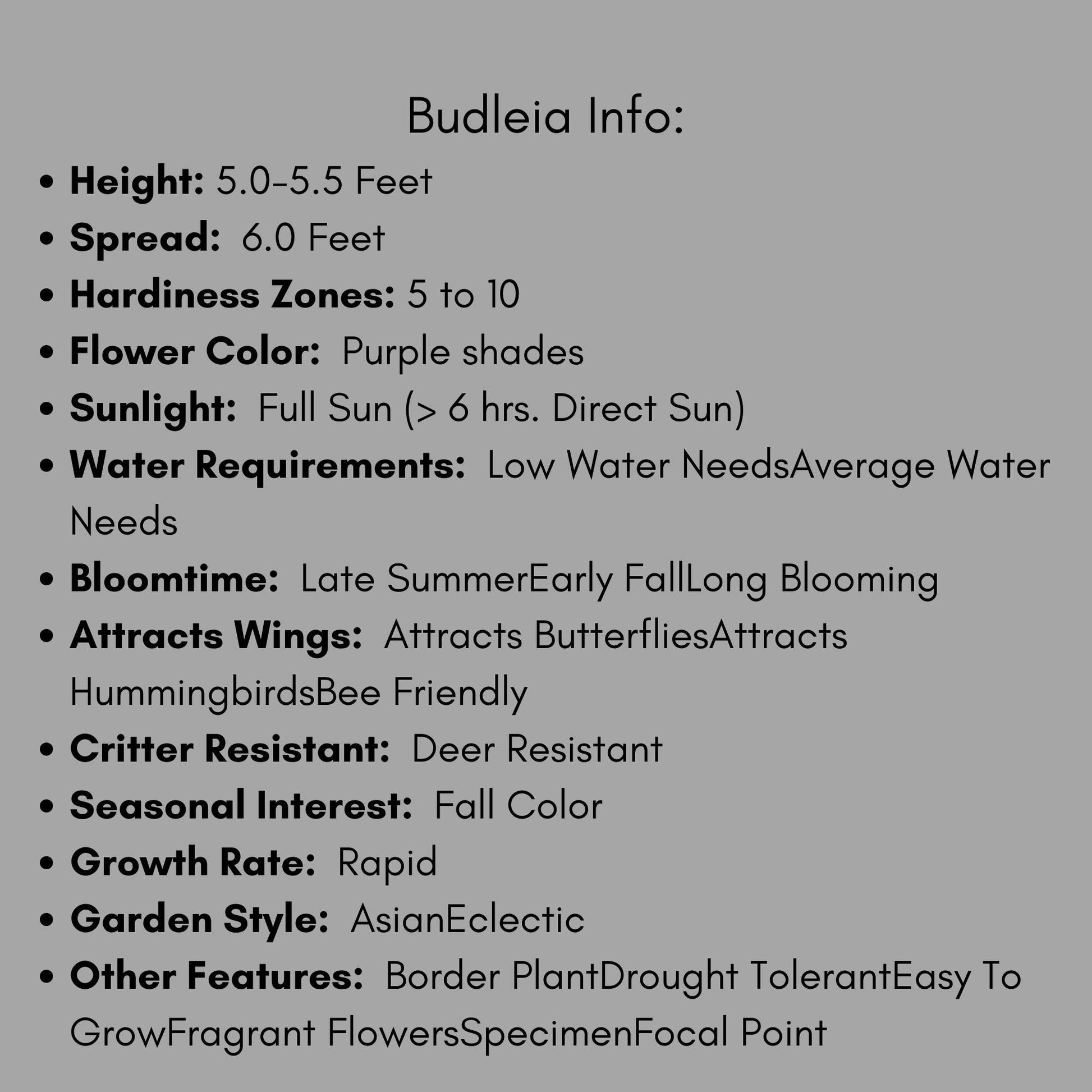 Multi Color Butterfly Bush, "ALL THE BUZZ" Buddleia, 1 Quart, Three Colors in One, Cut Flowers, Cold Hardy, Great Garden Gift, Free Shipping