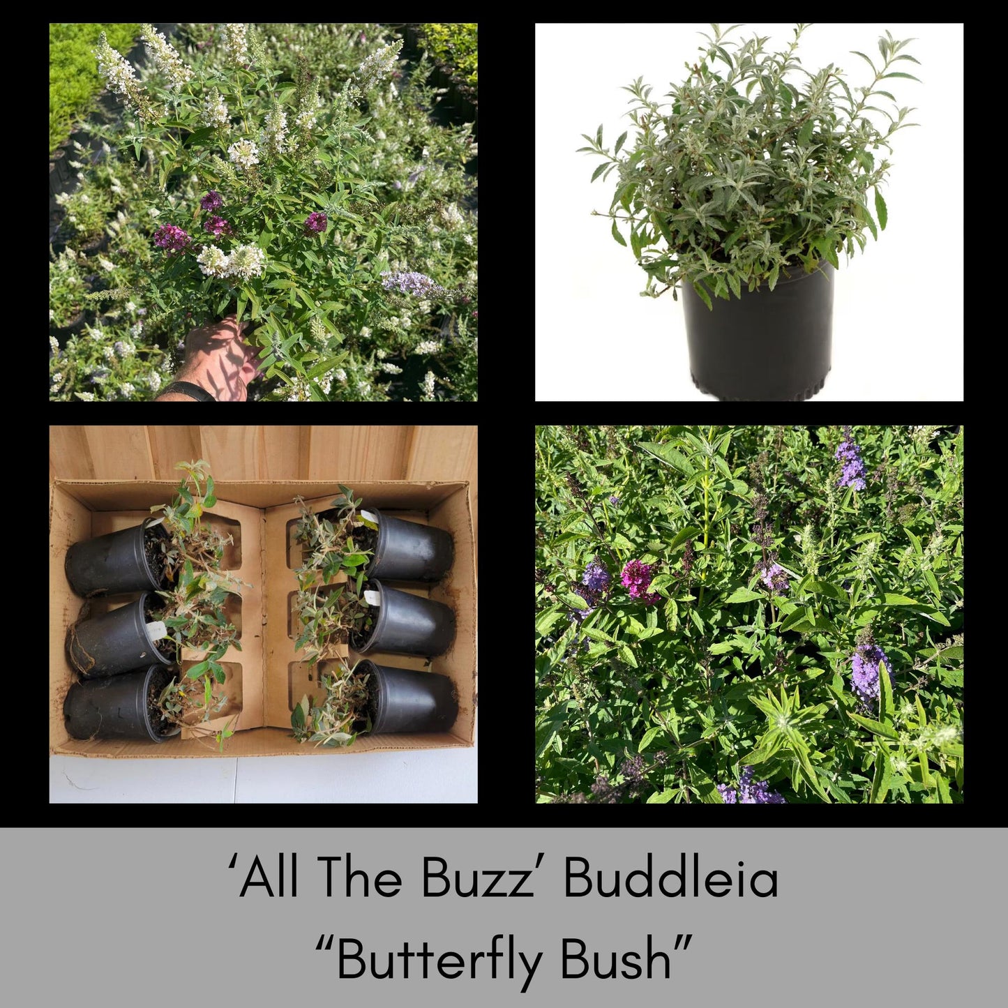 Multi Color Butterfly Bush, "ALL THE BUZZ" Buddleia, 1 Quart, Three Colors in One, Cut Flowers, Cold Hardy, Great Garden Gift, Free Shipping