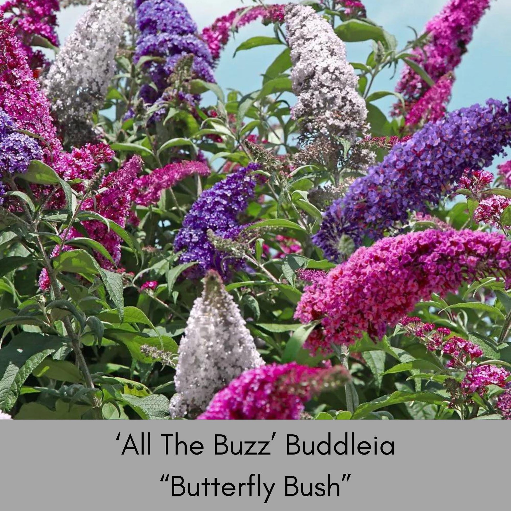 Multi Color Butterfly Bush, "ALL THE BUZZ" Buddleia, 1 Quart, Three Colors in One, Cut Flowers, Cold Hardy, Great Garden Gift, Free Shipping