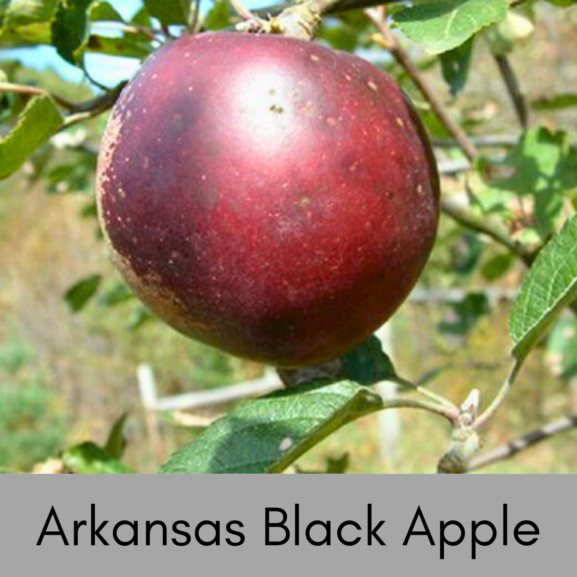 Home Grown Apples, Edible Fruit, Apple Pies, 4 Varieties to Choose, Grow Your Own Crisp and Flavorful Orchard Delight!