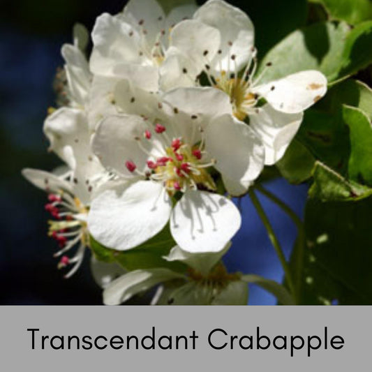 Transcendant Crabapple Tree, Yellow Edible Fruit, Garden Gift Tree, Shade Tree with White Flowers, Fast and Easy Growing Trees, 4 Feet Tall!