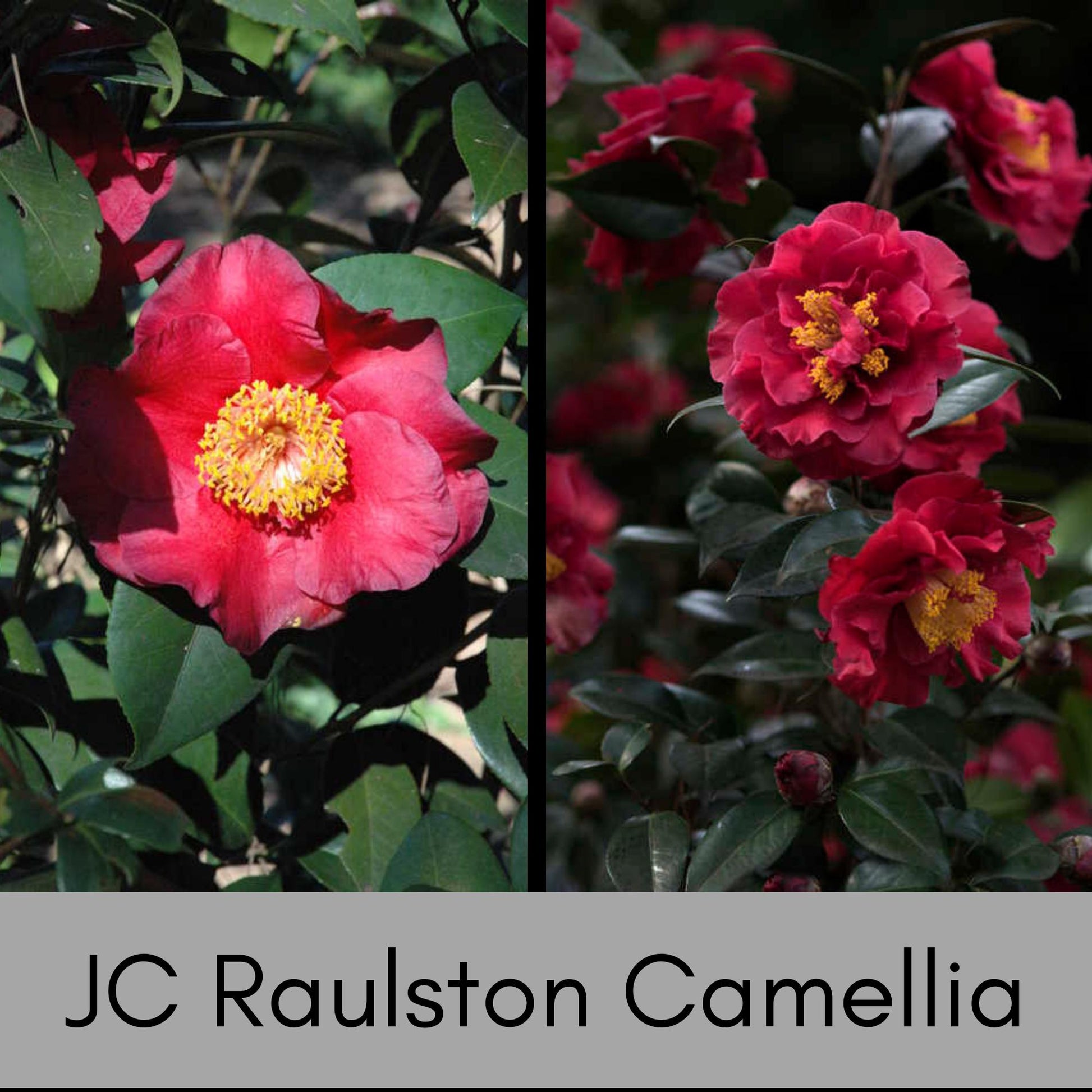 JC Raulston Camellia Japonica, Red Winter Blooms, Fast and Easy Growing Shrub, Evergreen Hedge Plant, Great Garden Gift or Birthday Gift