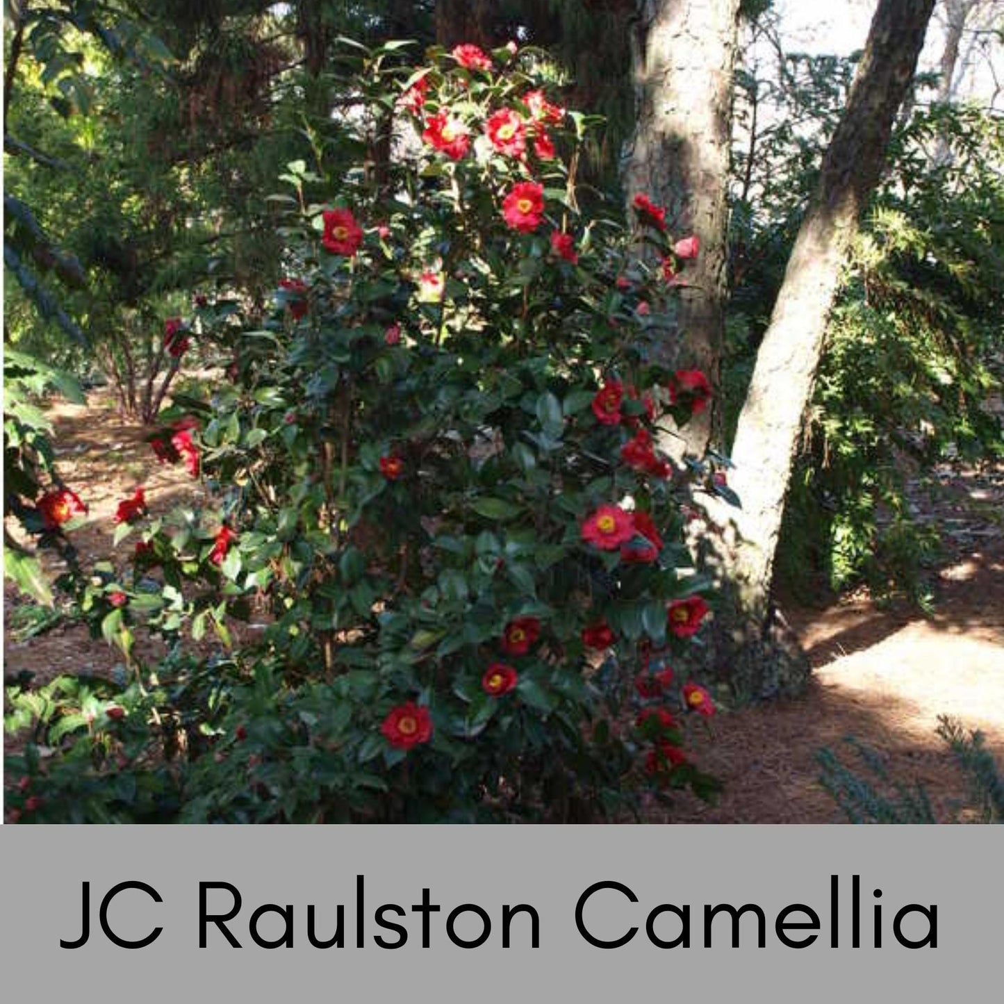 JC Raulston Camellia Japonica, Red Winter Blooms, Fast and Easy Growing Shrub, Evergreen Hedge Plant, Great Garden Gift or Birthday Gift