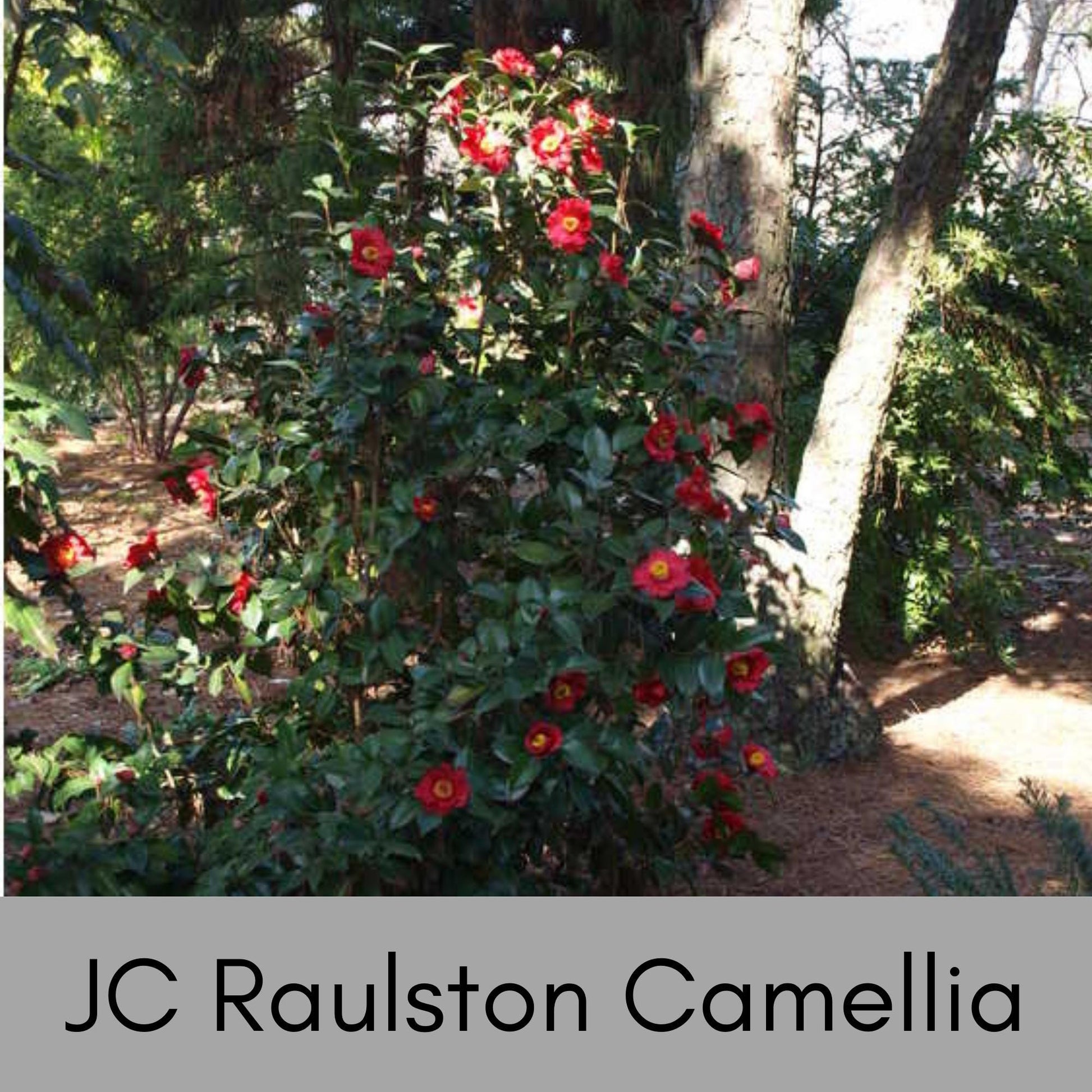 JC Raulston Camellia Japonica, Red Winter Blooms, Fast and Easy Growing Shrub, Evergreen Hedge Plant, Great Garden Gift or Birthday Gift
