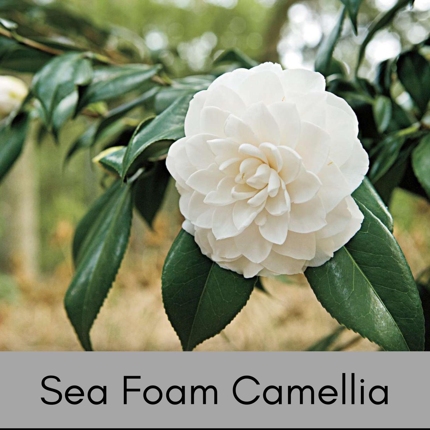 WHITE SEAFOAM CAMELLIA Japonica, Winter white flowers, Easy to Grow, Evergreen Hedge, 1 Gallon Size, Free Shipping!