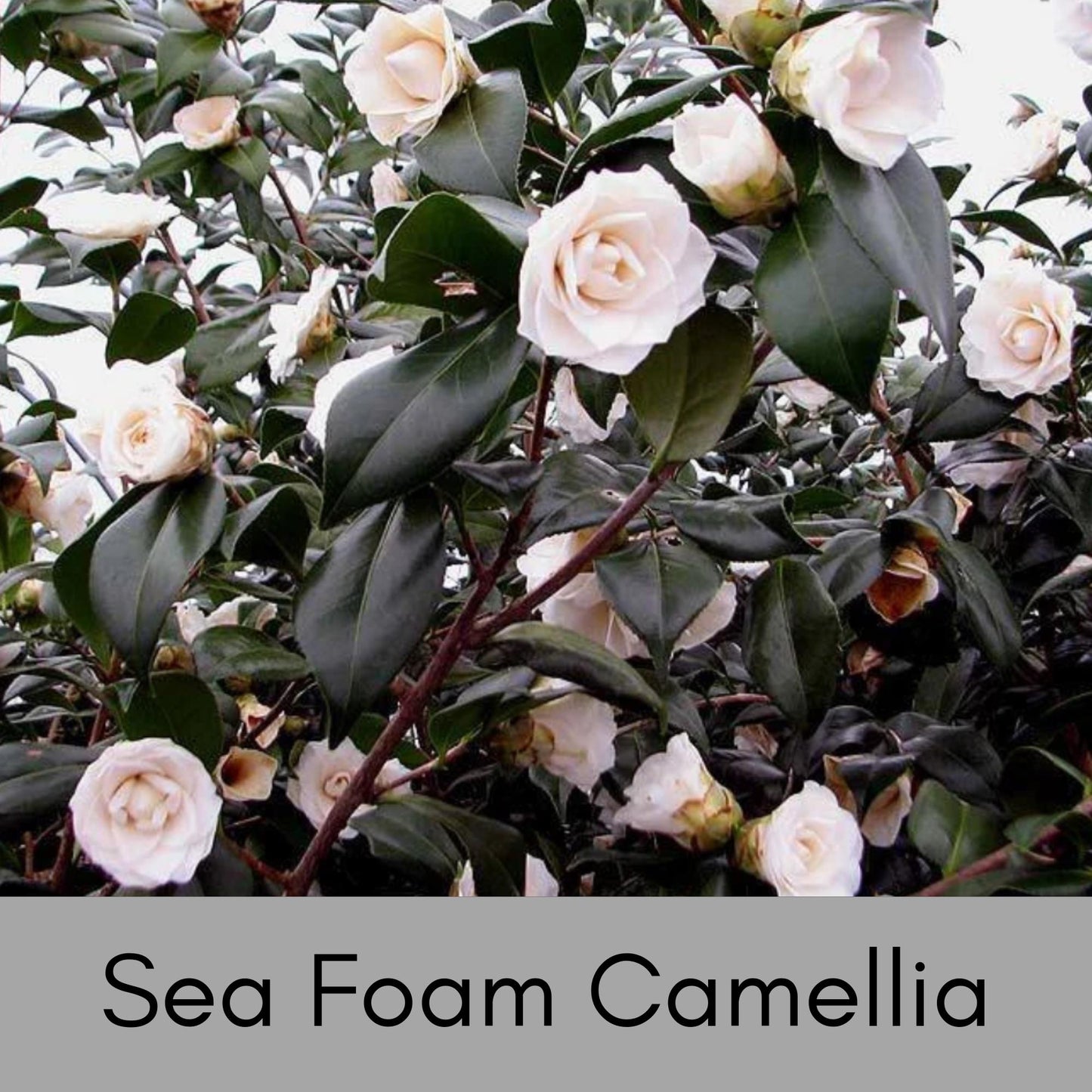 WHITE SEAFOAM CAMELLIA Japonica, Winter white flowers, Easy to Grow, Evergreen Hedge, 1 Gallon Size, Free Shipping!
