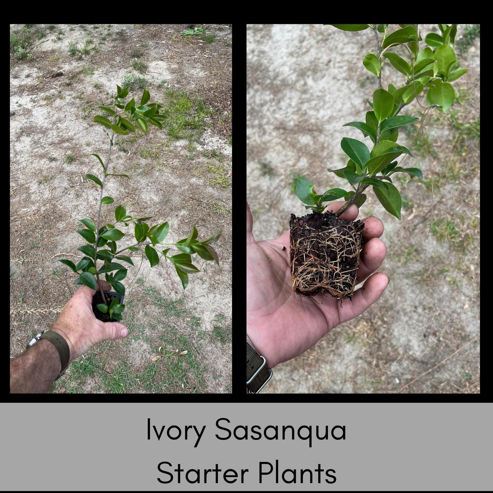 IVORY WHITE Sasanqua, Camellia Hedge, Great Garden Gift, 4 Plants with every order, Fast Growing Shrub, Fall Blooms for Flower Arrangements