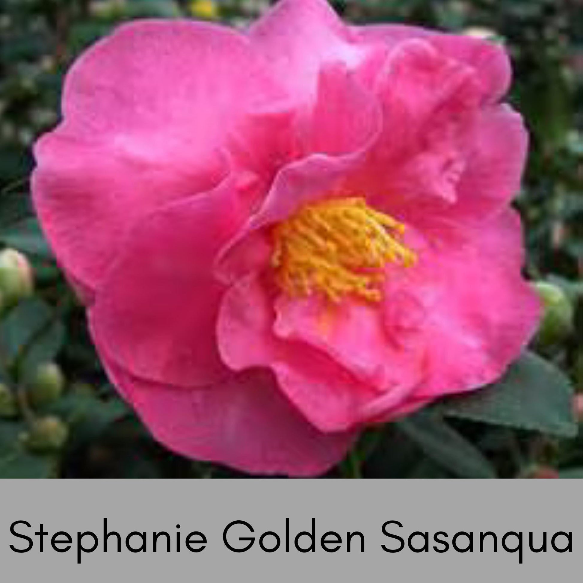 Stephanie Golden Camellia Sasanqua, Pink Flowers, Fall Blooming Hedge Shrub, Evergreen Shrub, Great Topiary or Bonsai Plant, Gift Plant