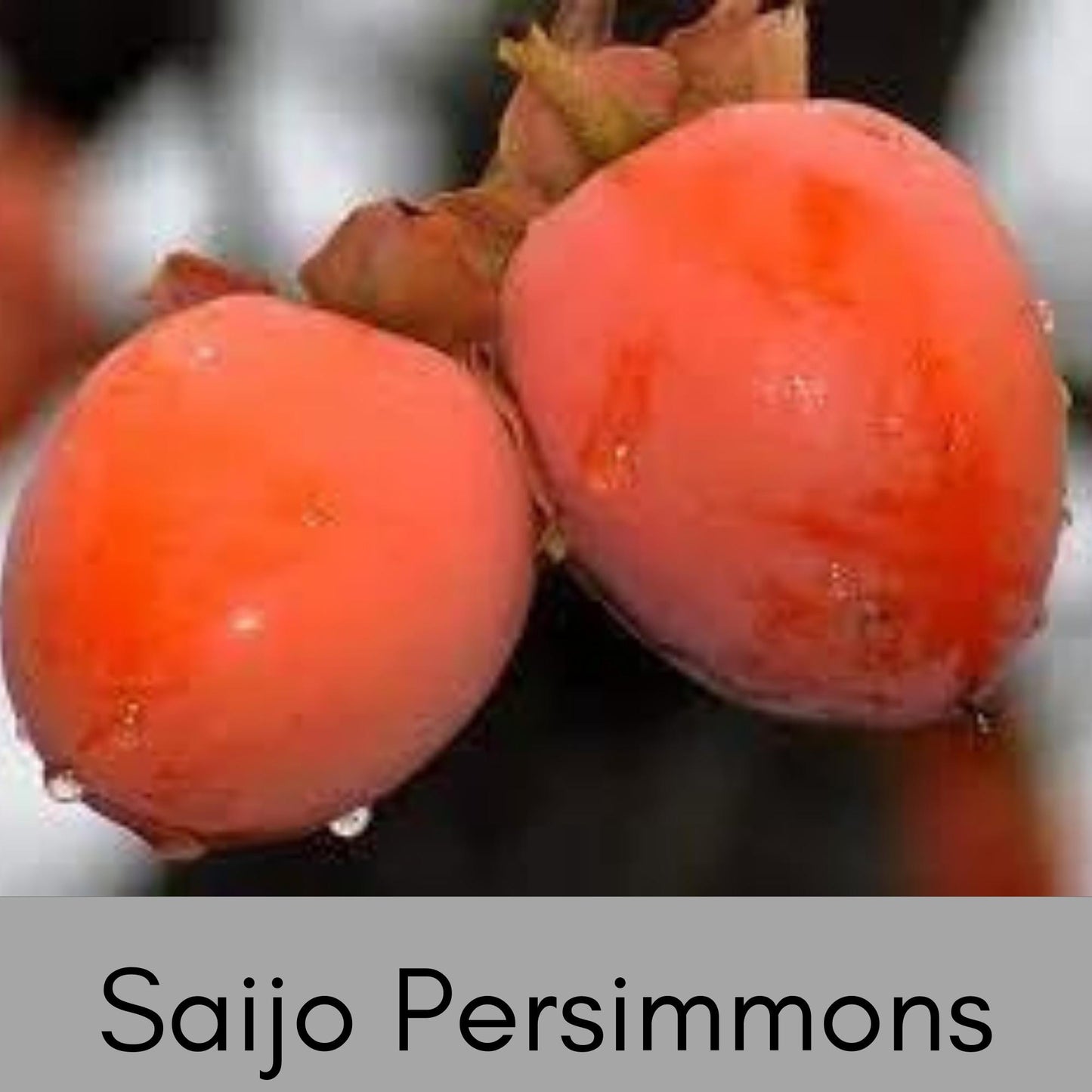 ASIAN PERSIMMONS, Incredible Honey Sweet Flavor, Matsumoto, Hachiya, Saijo, Fast Growing Tree, Edible, Jiro Fuyu, Great Gifts