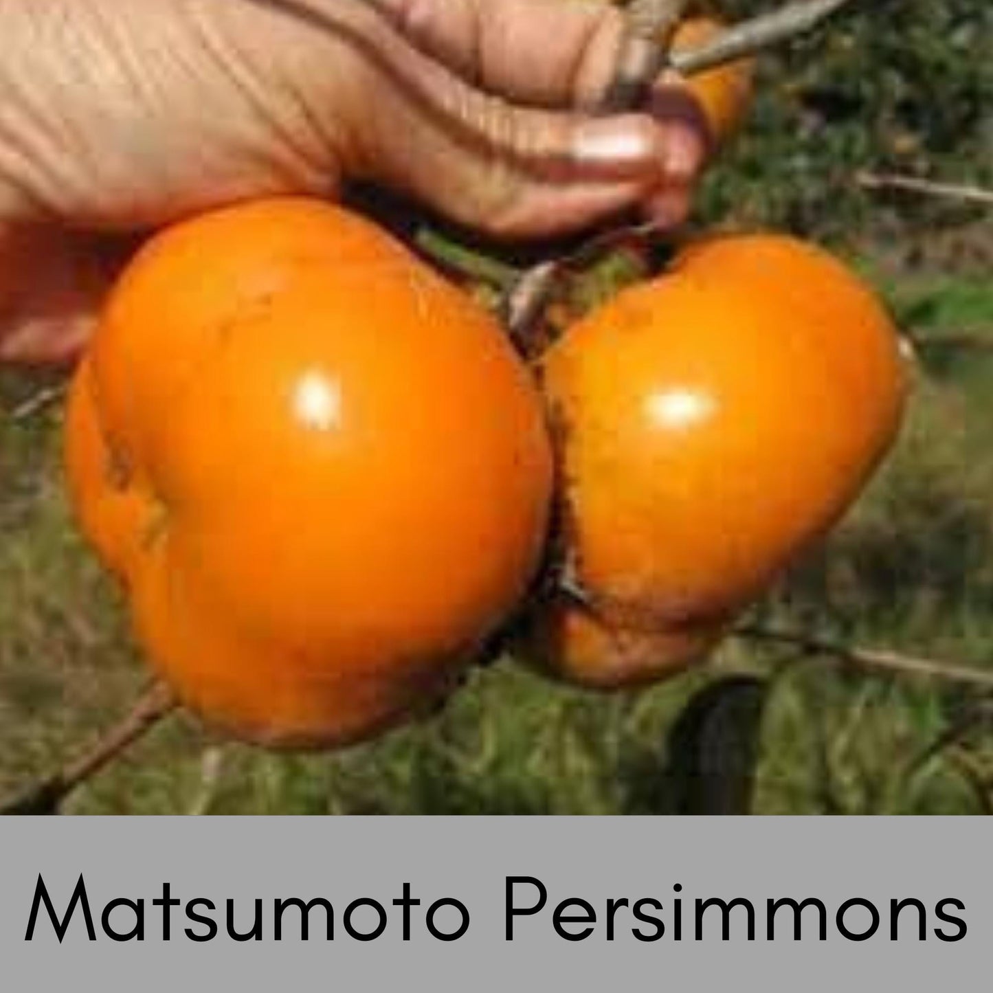 ASIAN PERSIMMONS, Incredible Honey Sweet Flavor, Matsumoto, Hachiya, Saijo, Fast Growing Tree, Edible, Jiro Fuyu, Great Gifts