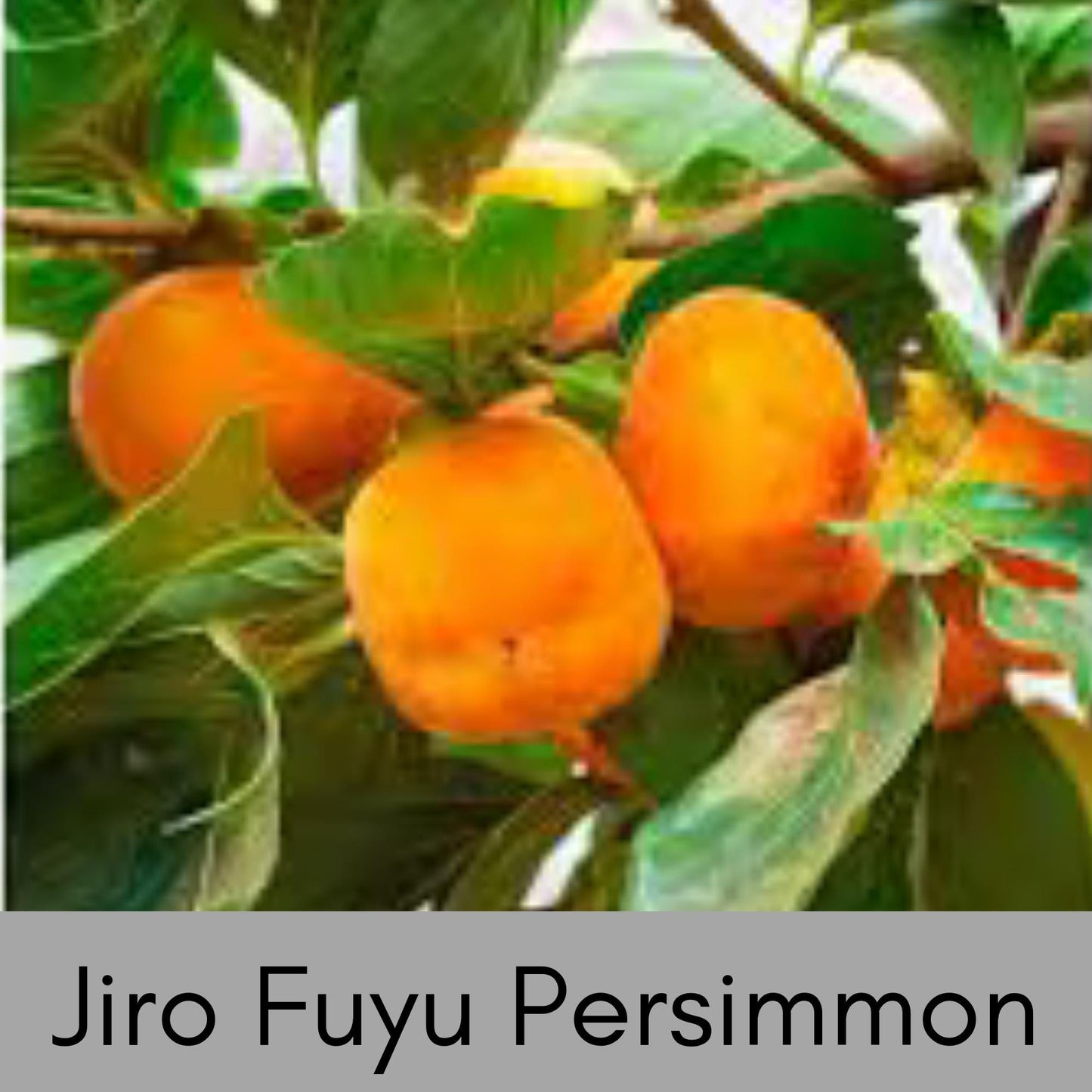 ASIAN PERSIMMONS, Incredible Honey Sweet Flavor, Matsumoto, Hachiya, Saijo, Fast Growing Tree, Edible, Jiro Fuyu, Great Gifts