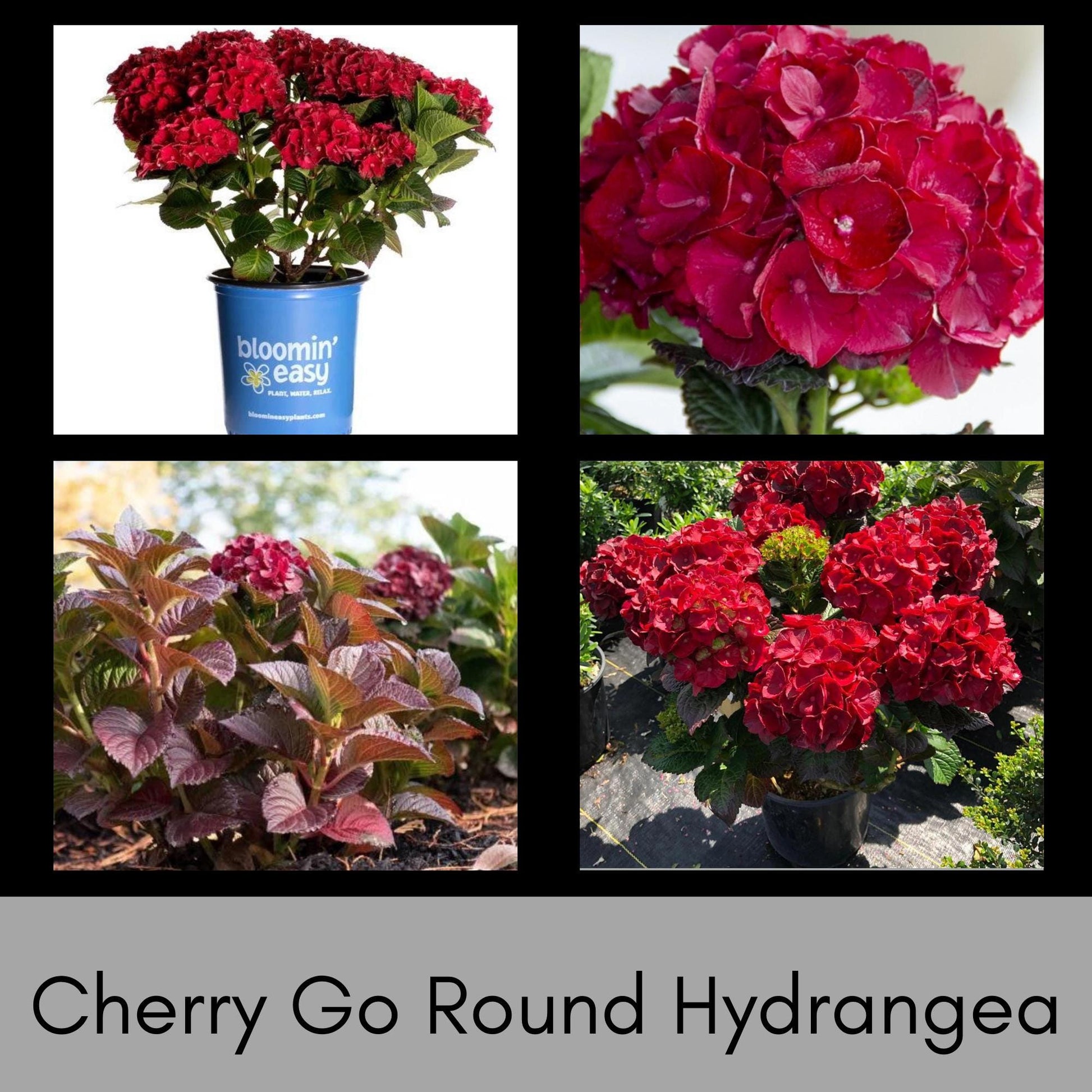 RED HYDRANGEA, Cherry-Go-Round, 1 Quart Size, Hydrangea Tree, Red Flowers, Flower Bush, Garden Gift, Flower Arrangements, Dried Flowers