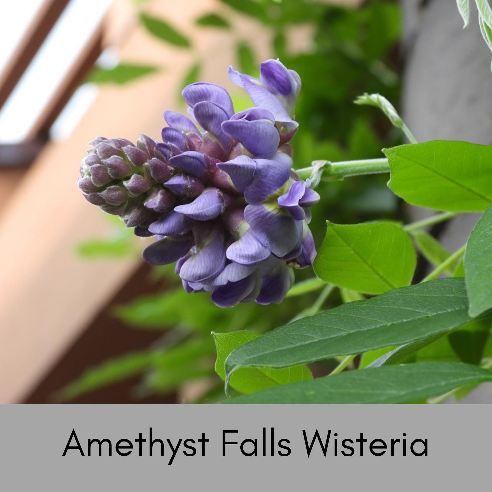 Amethyst Falls Wisteria – Compact & Fragrant – Ardent Gardeners