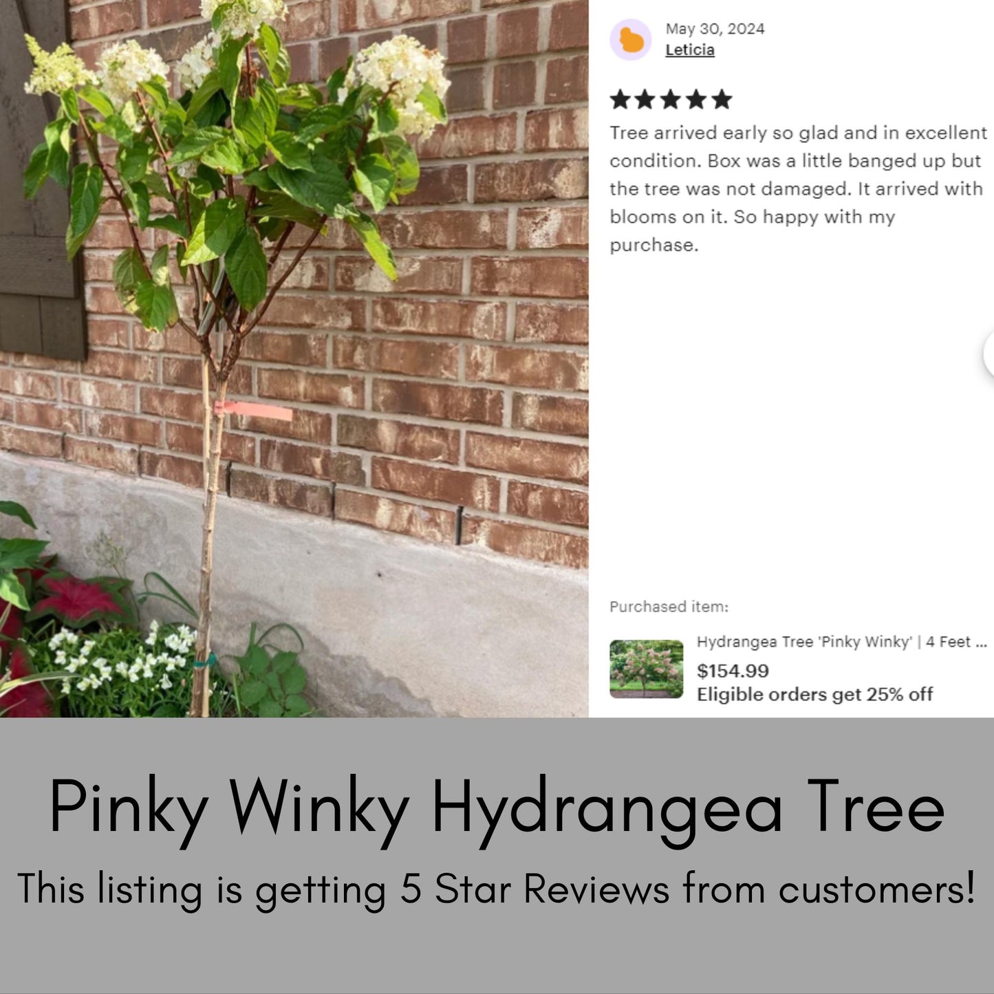 Hydrangea Tree 'Pinky Winky' | 4 Feet Plus Tall | Free Shipping | Fast Growing Tree with White and Pink Flowers