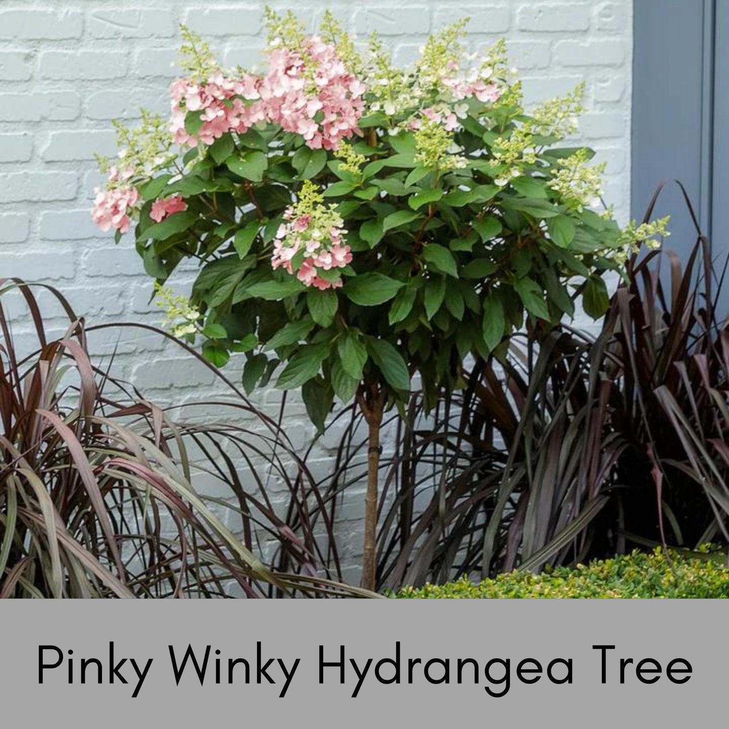 Hydrangea Tree 'Pinky Winky' | 4 Feet Plus Tall | Free Shipping | Fast Growing Tree with White and Pink Flowers