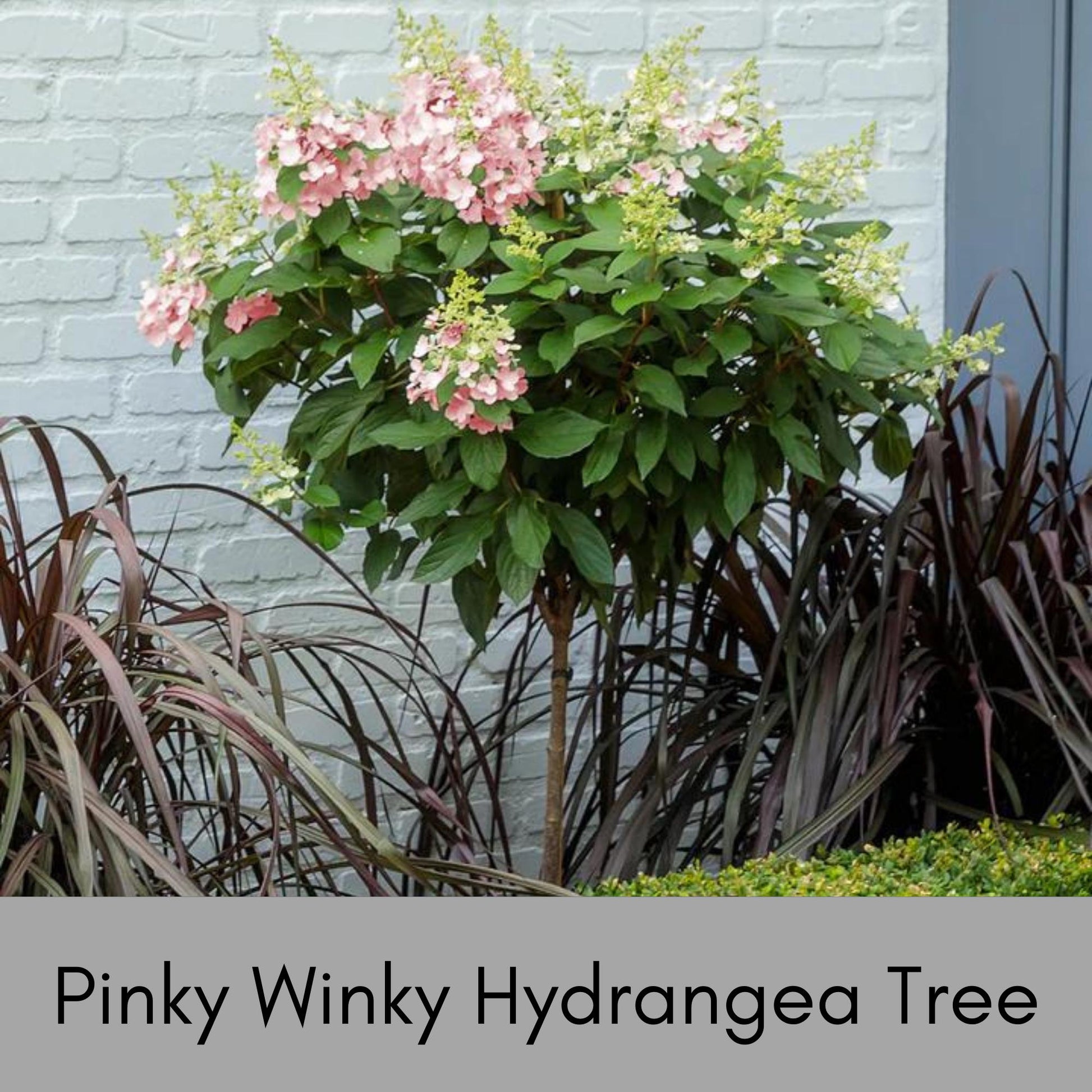 Hydrangea Tree 'Pinky Winky' | 4 Feet Plus Tall | Free Shipping | Fast Growing Tree with White and Pink Flowers
