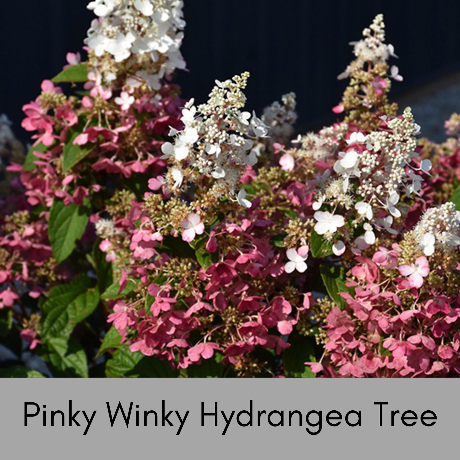 Hydrangea Tree 'Pinky Winky' | 4 Feet Plus Tall | Free Shipping | Fast Growing Tree with White and Pink Flowers