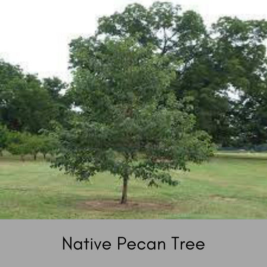 NATIVE PECAN TREE, 3 to 4 Feet Tall Tree, Fall Nut Tree, Pecans, Garden Gift Favorite, Home Orchard, Free Shipping, Native Trees, Edible Nut